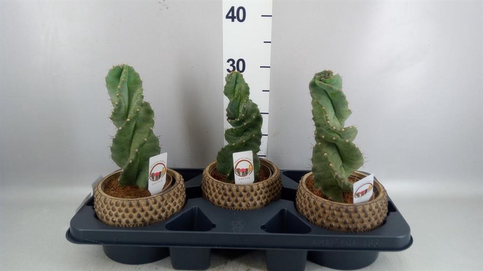 <h4>Cereus ...</h4>