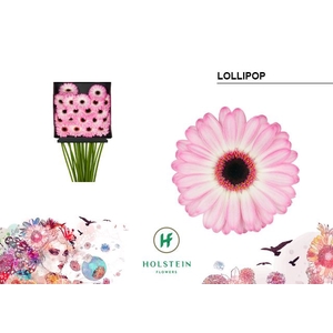 Germini Lollipop Diamond per kaart