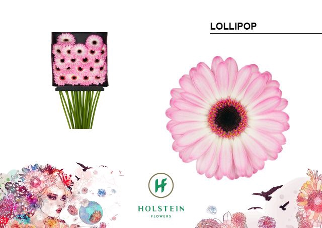 <h4>GE MI LOLLIPOP DIA KAART x40</h4>