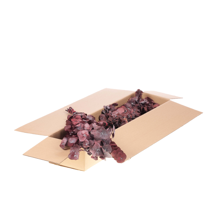 <h4>Eucalyptus True Blue Preserved A Red</h4>