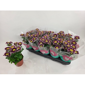 CHRYS SPLASH ROCKER