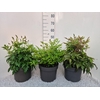 Astilbe
