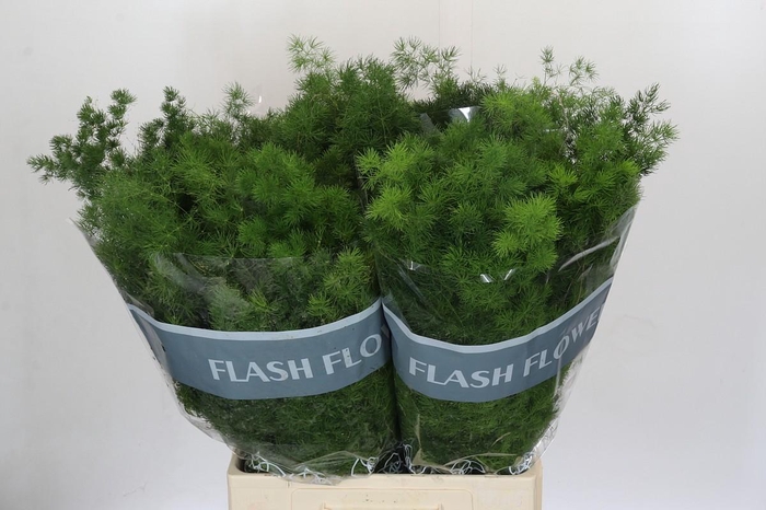 <h4>Asparagus Umbellatus</h4>