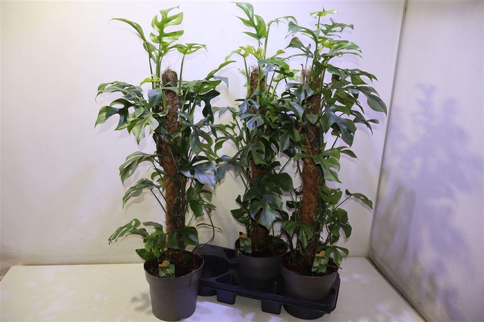 <h4>Phil Overig</h4>