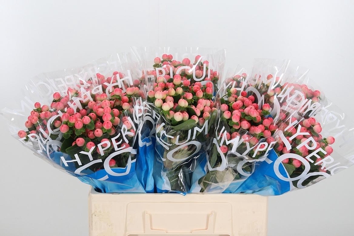 <h4>Hyp Coco Tiamo</h4>