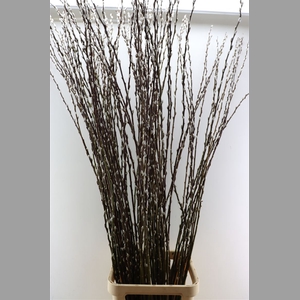 Salix Wilgenkatjes 180cm P Stem