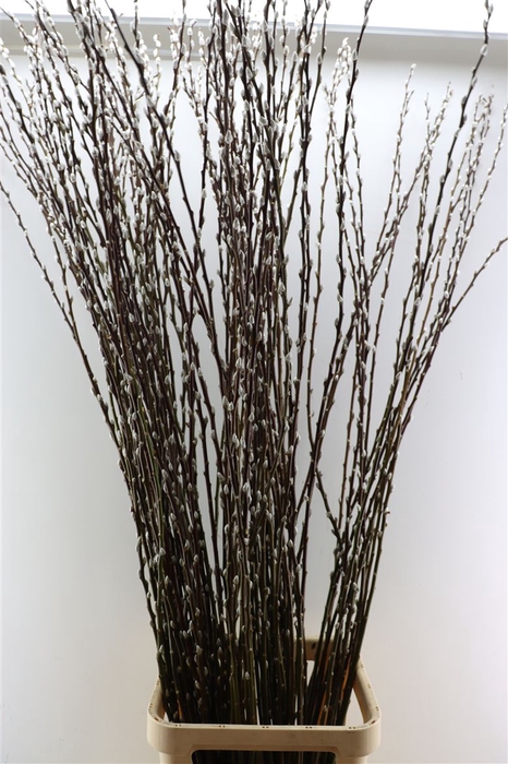 <h4>Salix Wilgenkatjes 180cm P Stem</h4>