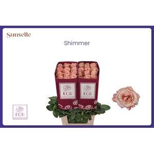 R GR SHIMMER