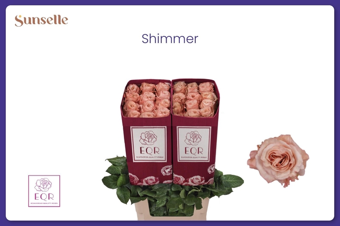 <h4>R GR SHIMMER</h4>