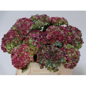 HYDR M MAG REV CL PA