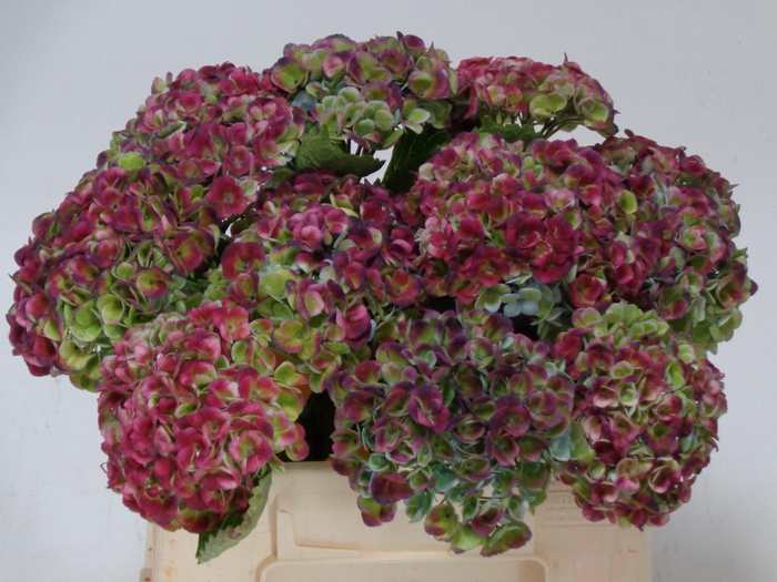 <h4>HYDR M MAG REV CL PA</h4>