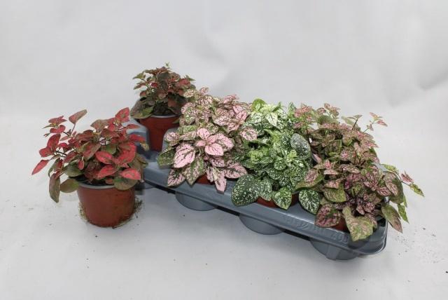 <h4>HYPOEST CONF C GEM</h4>