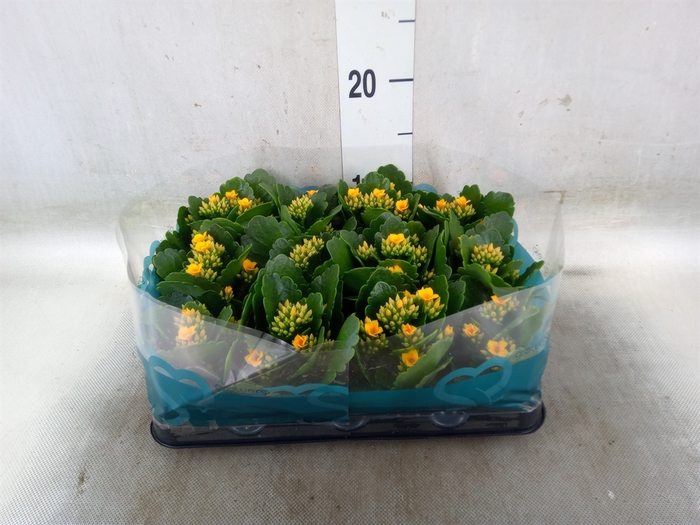<h4>Kalanchoe blos.   ..</h4>