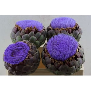 Cynara Paars Bloei
