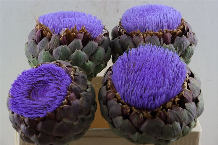 <h4>Cynara Paars Bloei</h4>