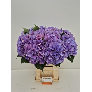 Hydr RoyalLovePaars (GROWERDIRECT)