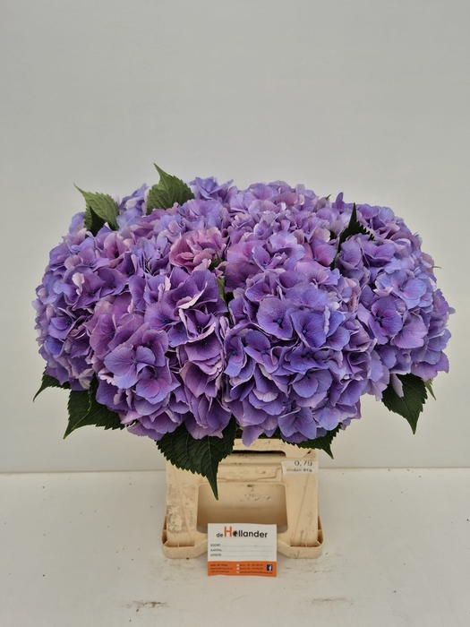<h4>Hydr RoyalLovePaars (GROWERDIRECT)</h4>