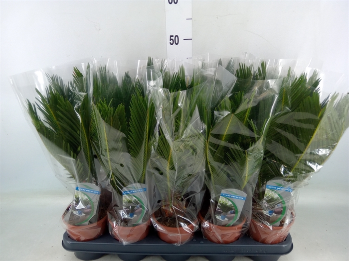 <h4>Cycas revoluta</h4>