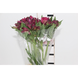 ALSTROEMERIA NAPOLI 080 CM