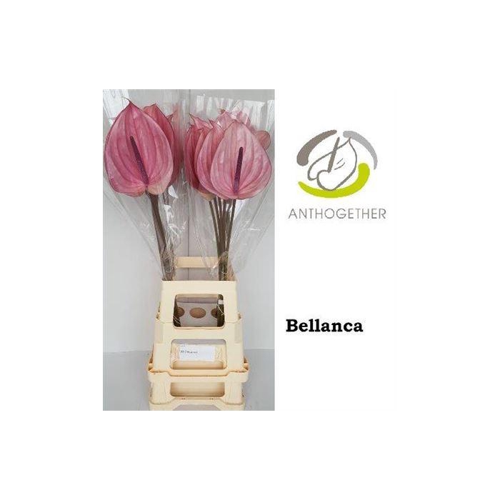 <h4>Anth A Bellanca</h4>