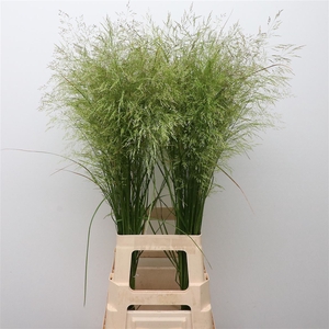 Deschampsia Zilver
