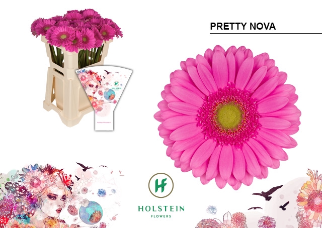 <h4>Gerbera Pretty Nova Water</h4>