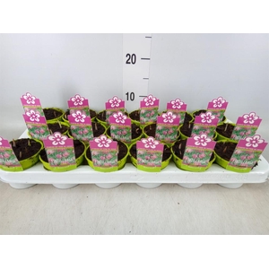 Fritillaria meleagris