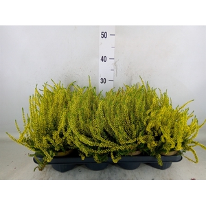 Calluna vulg.   ...