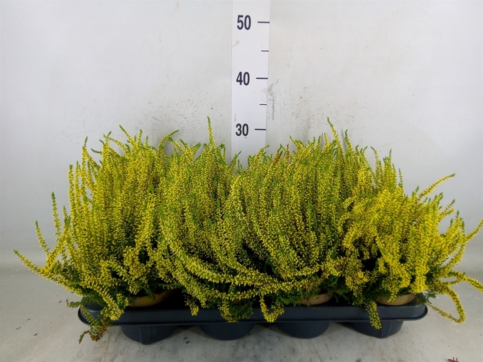 <h4>Calluna vulg.   ...</h4>