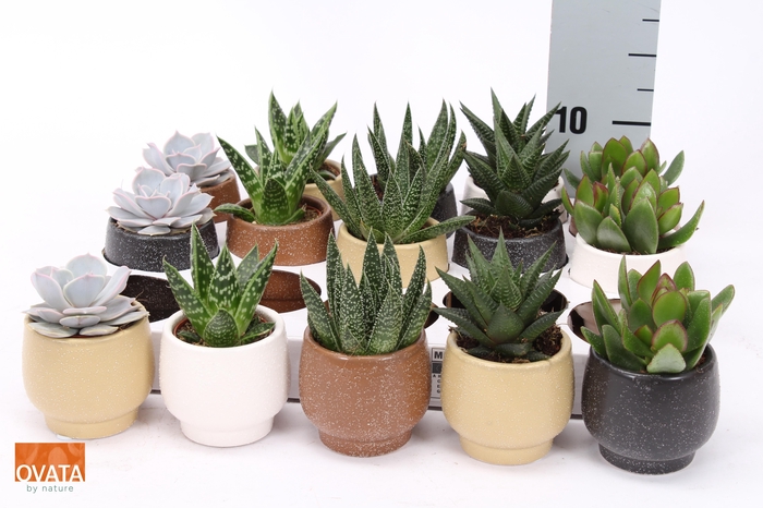 <h4>SUCC GEM 5 SRT</h4>