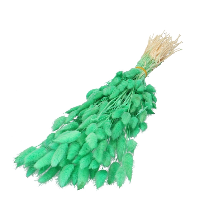 <h4>Sale Lagurus 60cm</h4>