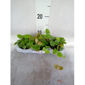 Planten Groen   ...L%