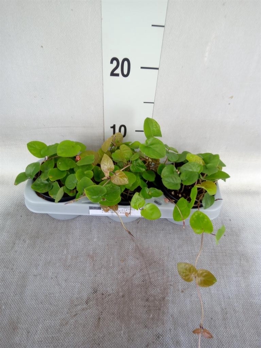 <h4>Planten Groen   ...L%</h4>