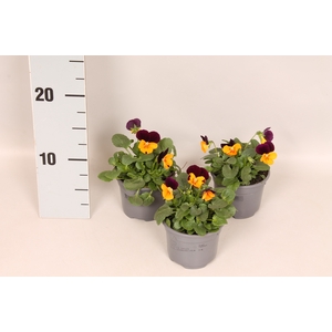 Viola cornuta F1 Orange with Purple wing