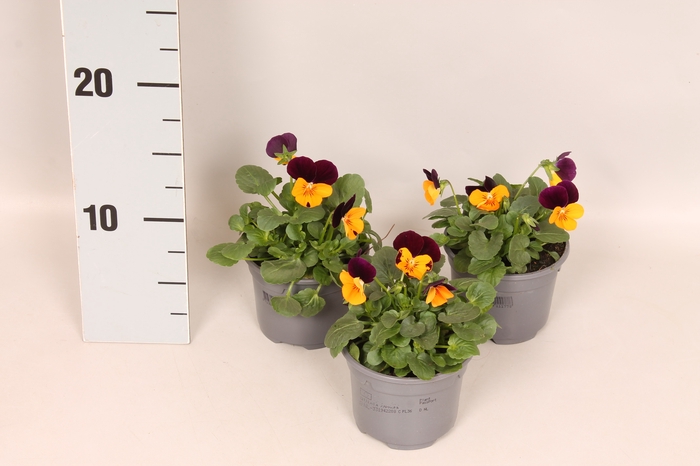 <h4>Viola cornuta F1 Orange with Purple wing</h4>