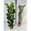 FICUS LYRATA