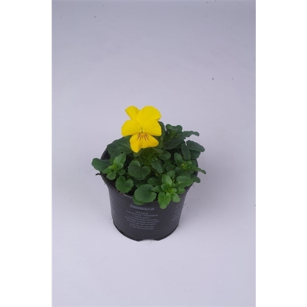 <h4>Viola Cornuta Grp Callisto F1 Yellow</h4>