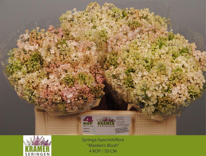 <h4>Syr Hy Maidens Blush</h4>