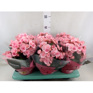 Begonia elat. DU 'Move2Joy Pink'