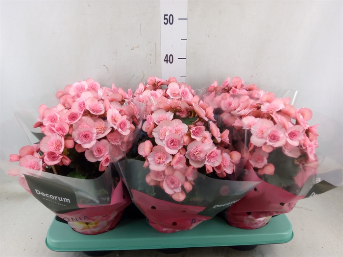 <h4>Begonia elat. DU 'Move2Joy Pink'</h4>