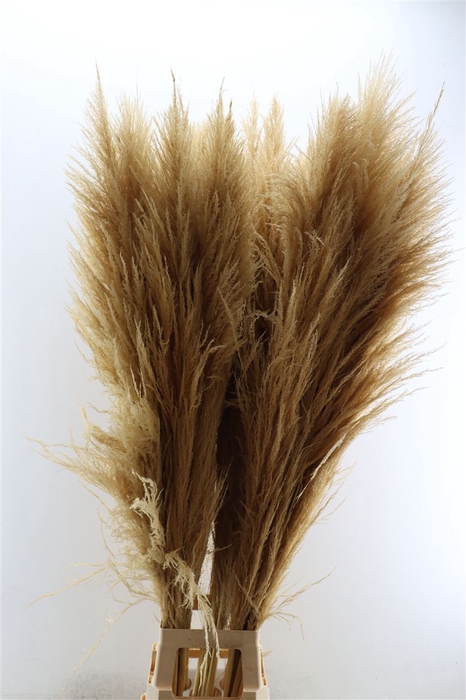 <h4>Dried Cortaderia Zaquara Semi Bleached 140cm</h4>