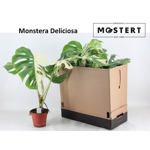 Monstera deliciosa Variegata 15Ø 45cm 1pp