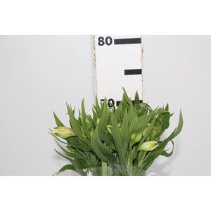 ALST. WHITNEY 070 CM