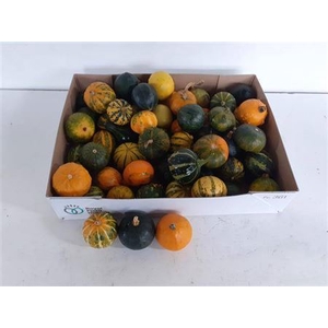 Sier Cuc P Pepo Mix X60