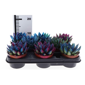 Echeveria  'Miranda'