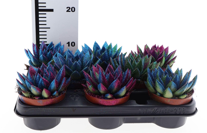 <h4>Echeveria  'Miranda'</h4>