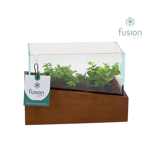 <h4>Aquarium XSmall met groene planten</h4>