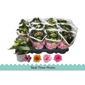 KAL GE GEM TWEEKL BL