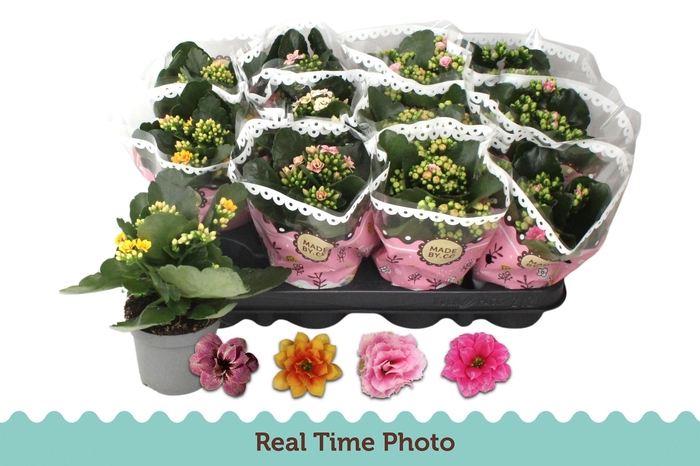 <h4>KAL GE GEM TWEEKL BL</h4>