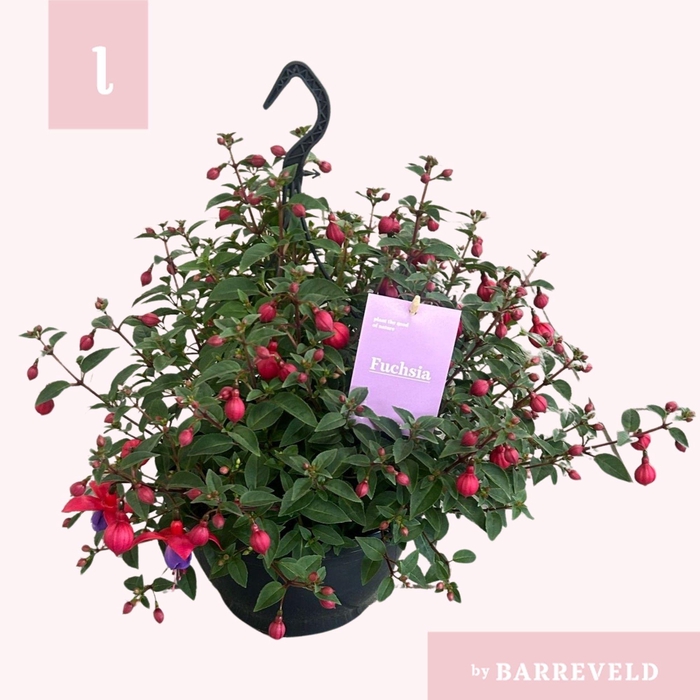 <h4>Fuchsia 'Maria' hangpot 23cm</h4>